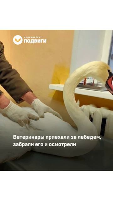 Школьница из Забайкалья спасла обессилевшего лебедя