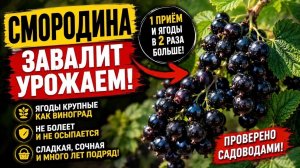 ОДНО ДЕЙСТВИЕ - И СМОРОДИНА ЗАВАЛИТ УРОЖАЕМ! СЕКРЕТ КРУПНОЙ СМОРОДИНЫ РАСКРЫТ