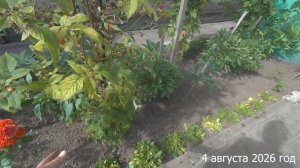 7 соток. Что сделано и сколько сделано работы на огороде за 2 дня. Хроника 4 августа 2026 год