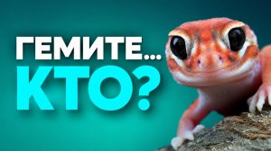 Гемитеконикс толстохвостый