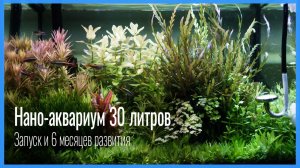 ХОТЕЛ 200 ЛИТРОВ, НО... Запуск нано-аквариума 30л на ЗЕМЛЕ 🌱 Тёмный старт + самодельный свет