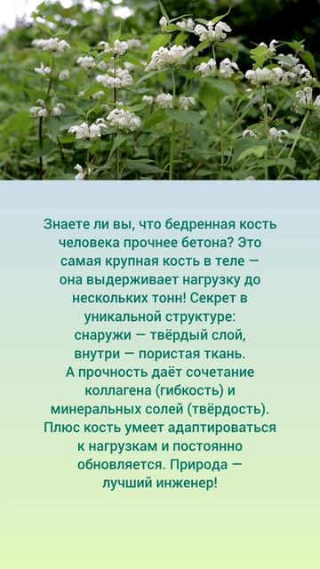 Бедренная кость: крепче бетона! ☺️🌺🌿
