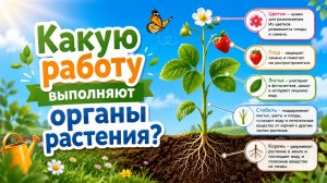 Какую работу выполняют органы растения? Естествознание, 2 класс