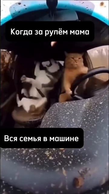 #subaruviking #subaru #нашадача