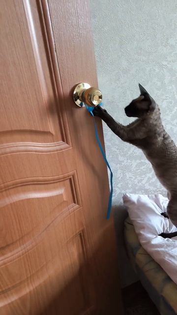 Тофи 🐱 развяжет ленточку?