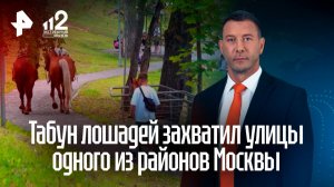 Табун лошадей месяц пугает прохожих во дворе в Новой Москве