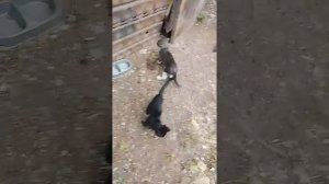 Новые коты.