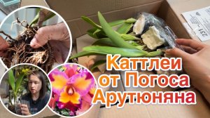 Довольна ли я покупкой? Каттлеи от Погоса Арутюняна