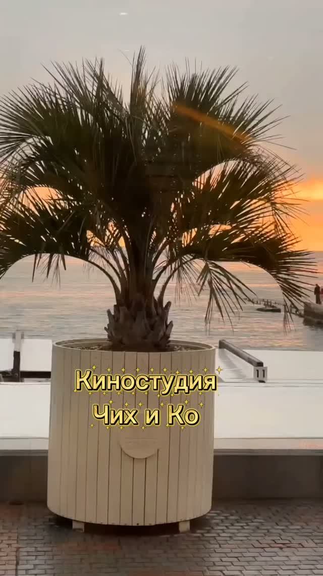 #ЧихуахуаПринцРеди#Закат у моря