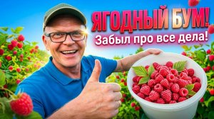 Бросил гаражные дела ради ягоды! Малинник прямо у гаража.