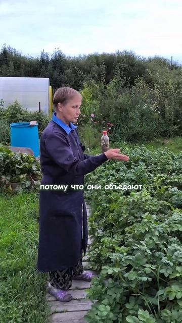 Что страшнее? Слизни или фитофтора?