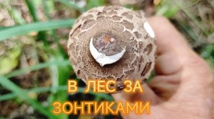 В ЛЕС ЗА ЗОНТИКАМИ.ЕДЕМ НА ДАЧУ.