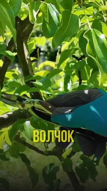 КАК сделать УРОЖАЙ из ВОЛЧКОВ