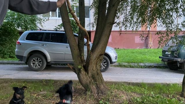Мертвая хватка ягдтерьеров! Тьма и Джессика висят на ветке: кто провисит дольше?