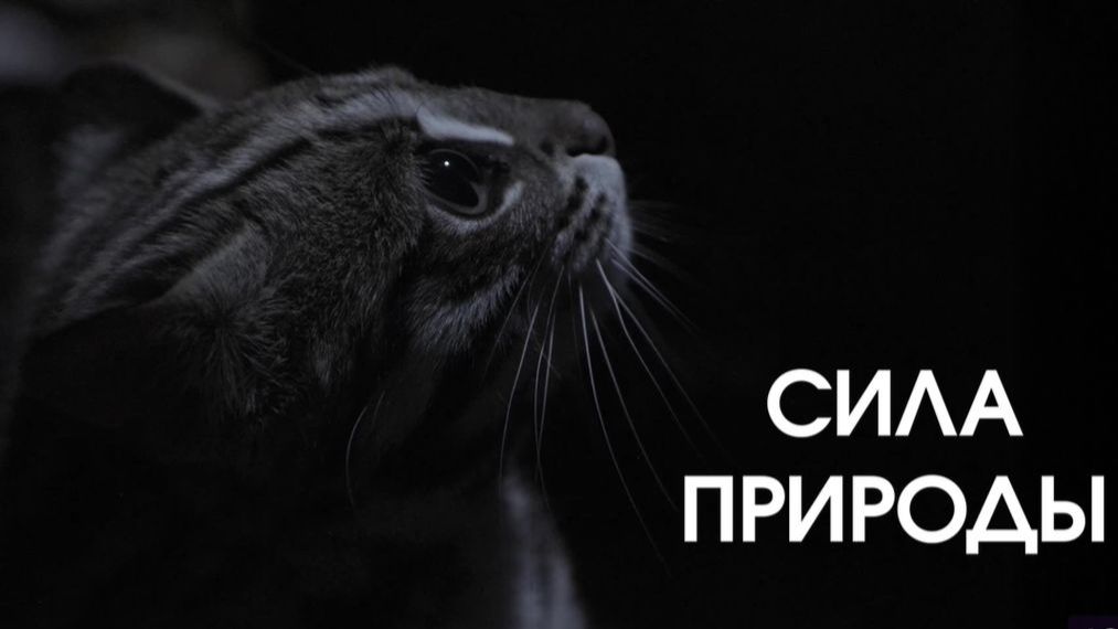 Сериал Сила природы - все серии подряд (2026) / Force of Nature