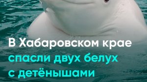 В Хабаровском крае спасли двух белух с детёнышами