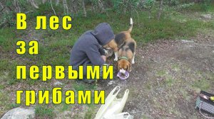 С ЛЕНОЧКОЙ/ САШЕЙ И ПСЫНОЧКАМИ ЗА ПЕРВЫМИ ГРИБАМИ /26 июля 2026