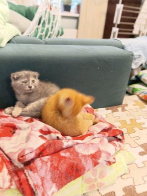 котики