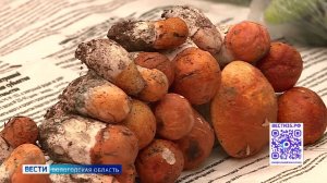 Грибной сезон: вологжанам напомнили о важных правилах сбора и употребления лесных даров