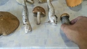 ходили в лес за грибами. красивые боровики.