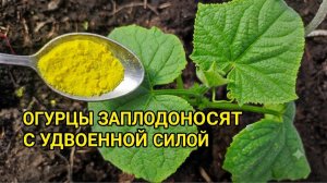 Даже чахлые и старые огурцы сразу заплодоносят с удвоенной силой, урожай огурцов до заморозков!