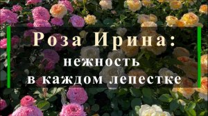 Роза Ирина: нежность в каждом лепестке
