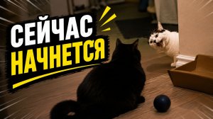 Смех до слёз: лучшие приколы №307
