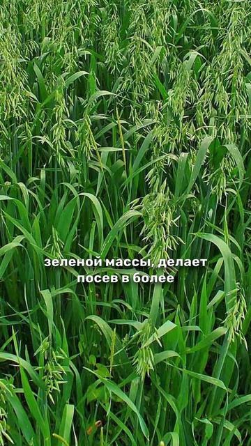 Гречка и Суданская трава - отличный сенаж для коров