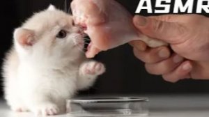 Пушистый гурман: котёнок и его гигантский кусок курицы 🍖🐱Мукбанг/ Мурчащее ASMR