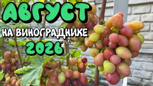 АВГУСТ 2026 на винограднике.