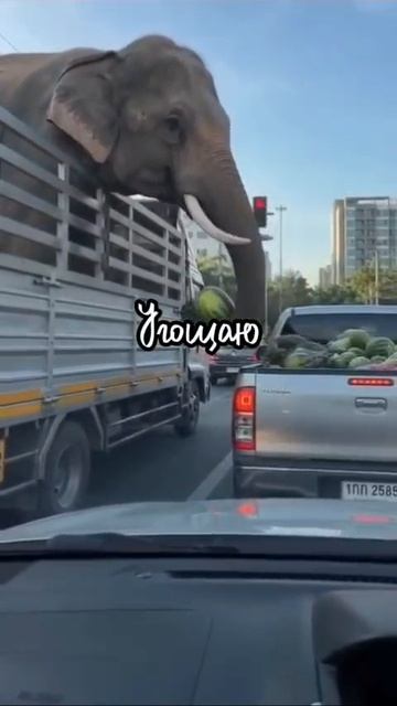 добрый слон