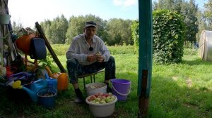 Дела на мини-ферме: слухи, что заберут поля, подготовка к копке картофеля и сбор урожая