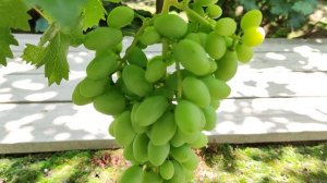 ПРЕМИУМ И ГРОМ!🍇🍇🍇 СУПЕР НОВИНКИ 2026!!! Telegram, WhatsApp, Vlber и MAX +79528500417.