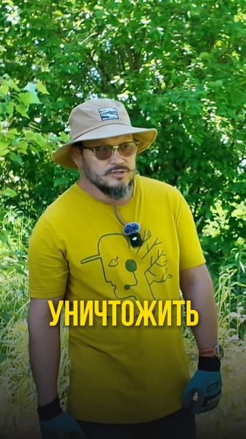 КАК победить СОРНЯКИ