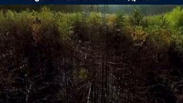 ������������� ����������� ����� �������������� ������