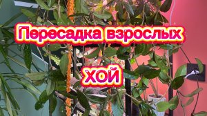 Пересадка взрослых ХОЙ. Грунт, горшки и обо всем))