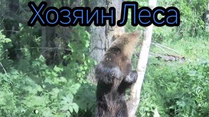 Меточное или Пограничное дерево медведей. Кого тут только нет.