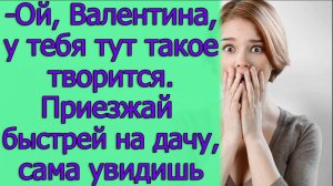 - Ой, Валентина, у тебя тут такое творится. Приезжай быстрей на дачу, сама увидишь