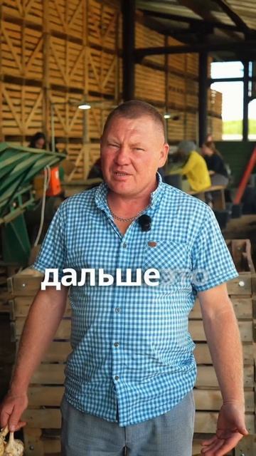 Чистка и калибровка чеснока