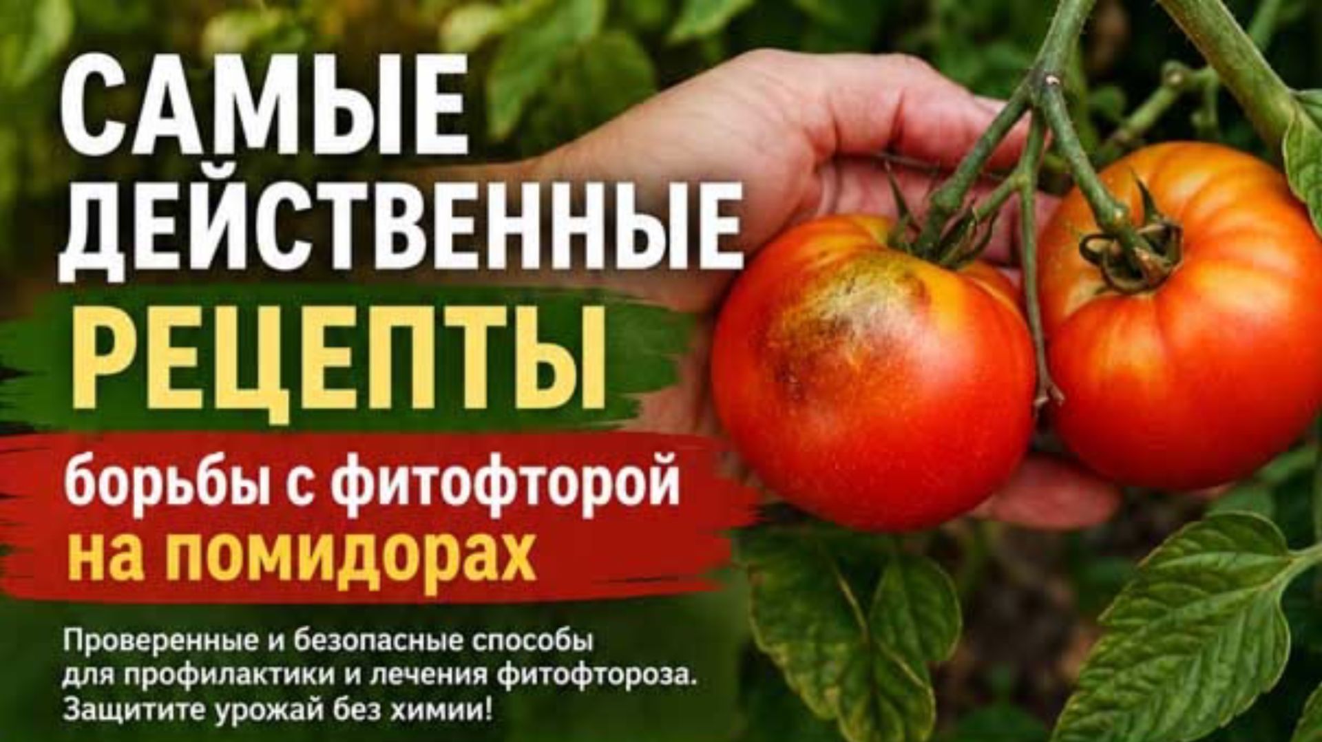 Бесплатное и самое эффективное средство от фитофторы!