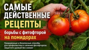 Бесплатное и самое эффективное средство от фитофторы!