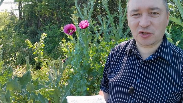 Прообразы из Ис.5