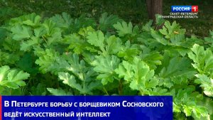 В Петербурге борьбу с борщевиком Сосновского ведёт искусственный интеллект