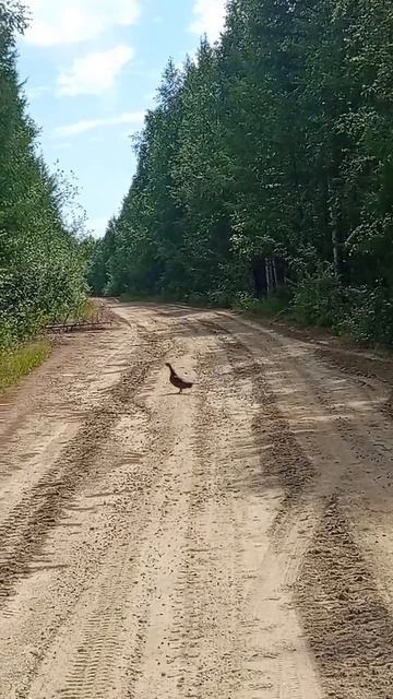 Самка каменного глухаря