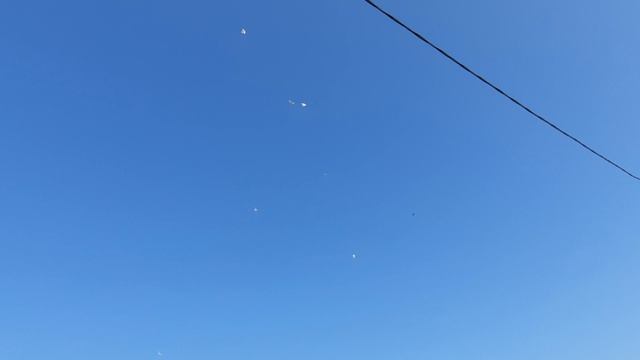 05.08.26 г. Андижанская порода голубей (2)