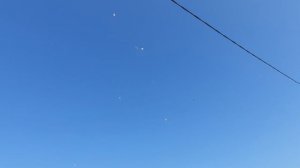 05.08.26 г. Андижанская порода голубей (2)