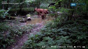 Фотоловушка запечатлела лосиху с двойней у водопоя в «Калужских засеках»