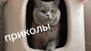 🐈 Восхищение котами-озорниками