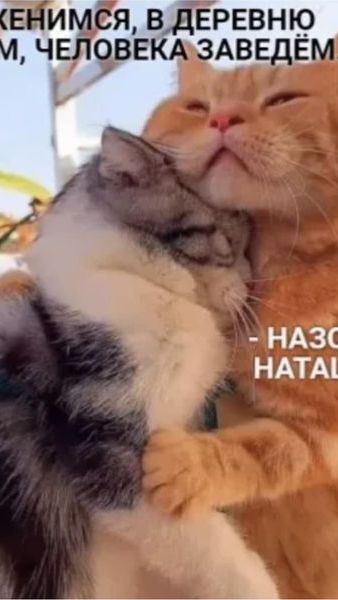 Жил был кот и было у него счастье