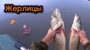 Жерлицы зимние летом! Река Чулым. Рыбалка с ночёвкой